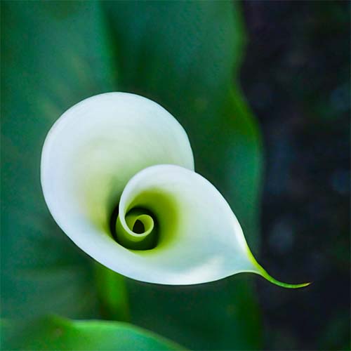 Calla Calla